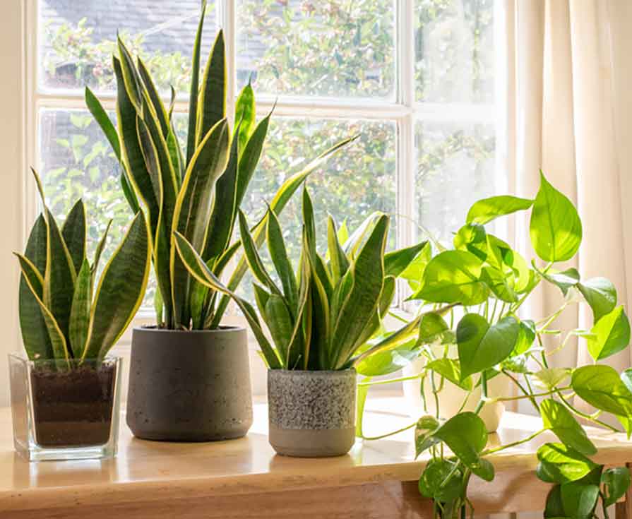 Trendy Houseplants To Compliment New Furniture
